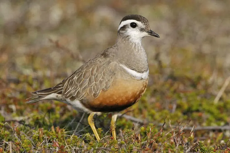 Foto: Mornellregenpfeifer