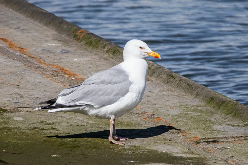 Foto: Silbermöwe
