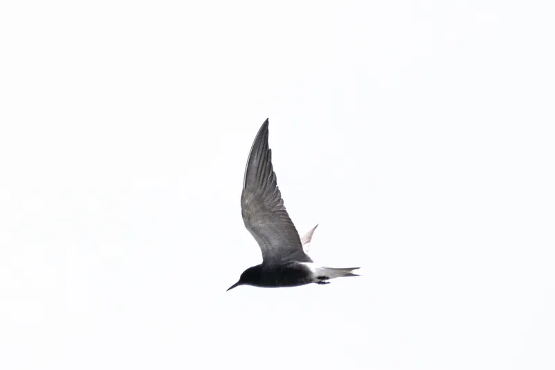 Foto: Trauerseeschwalbe